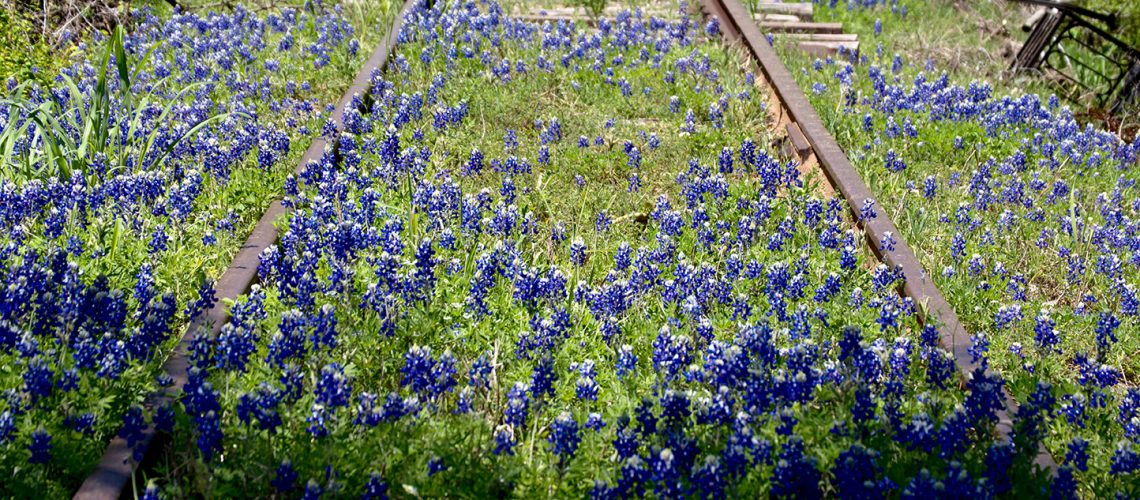 Abandoned railroad track with bluebonnets